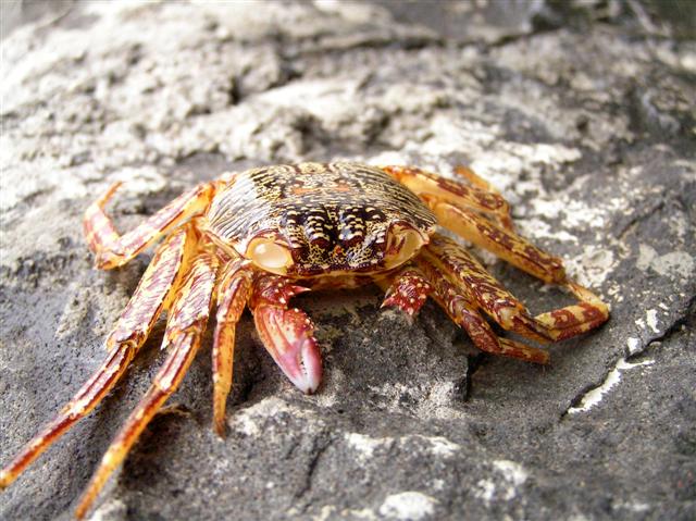The crab left his shell behind